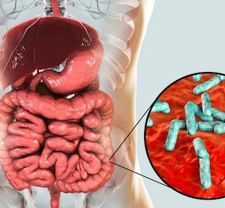 How probiotics support your microbiome