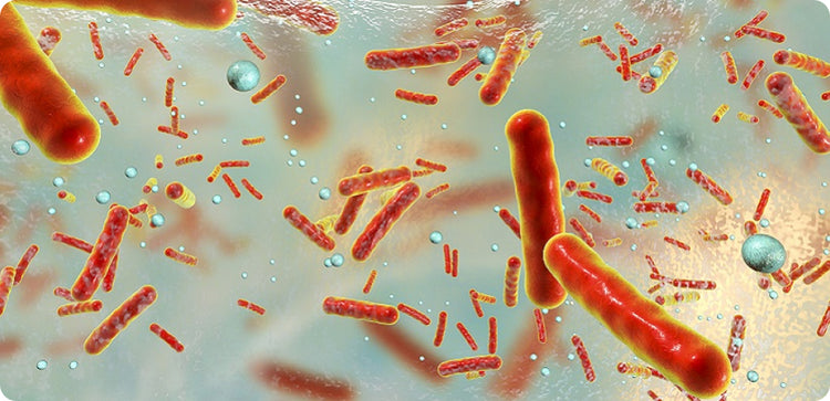 a close-up of bacteria